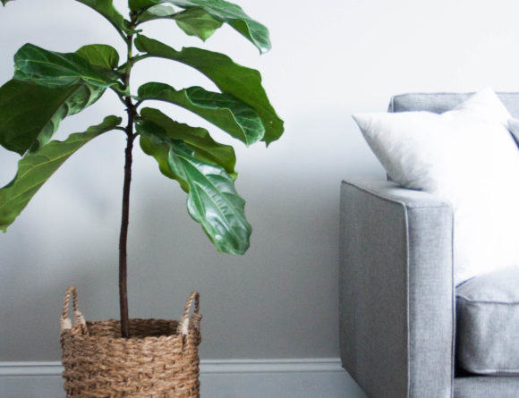 fiddle leaf fig tree house plants fresh interior rgdaily home