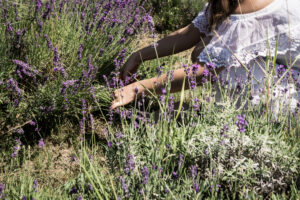 tihany hungary lavender festival travel guide rebecca goddard rgdaily 6