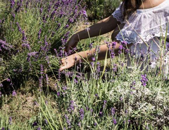 tihany hungary lavender festival travel guide rebecca goddard rgdaily 6