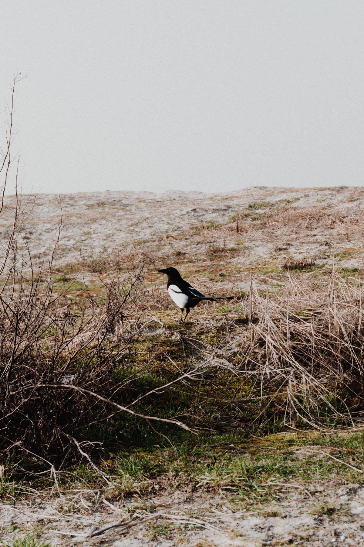 Malmo Sweden Day Trip - Beach Bird Ribersborgs Kallbadhus / Travel Guide, RG Daily